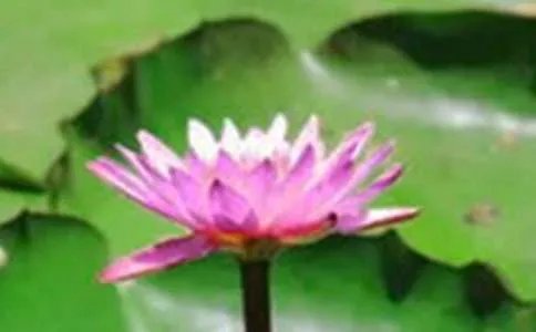 荷花的作文300字