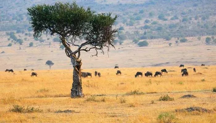 塞内加尔是哪个国家