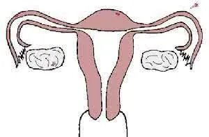 卵泡多大算成熟？
