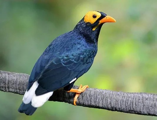 八哥说话前的征兆？？？