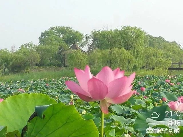 潍坊湿地公园在哪里？有多大？