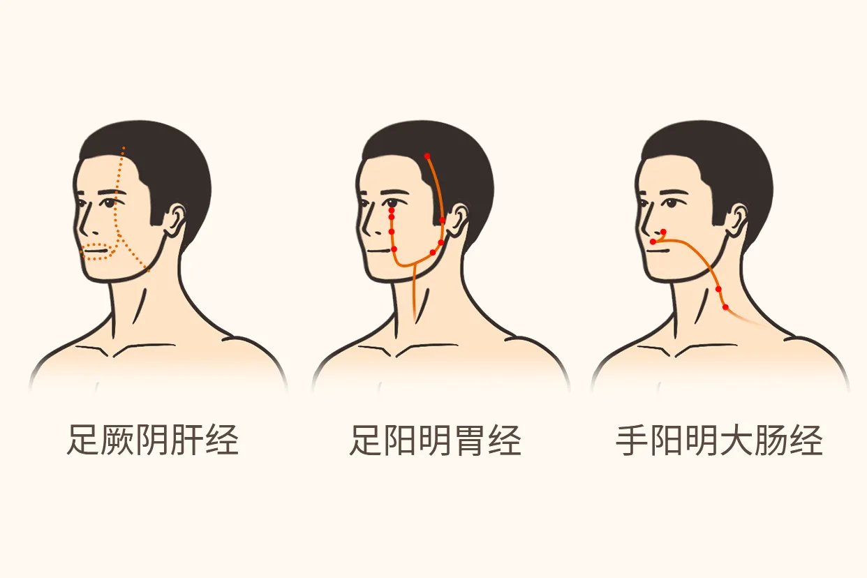 面部经络9条经络走向图