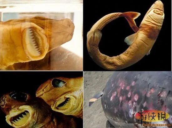自然界令人恐惧7张嘴:吸血鬼鱼简直是个噩梦