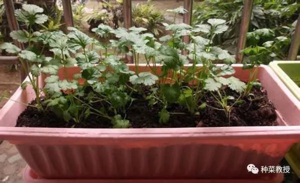 香菜种植有什么好方法