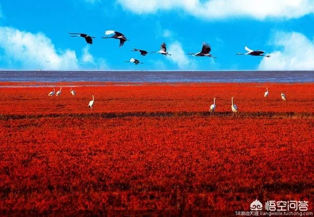 辽宁红海滩值得去吗?为什么海滩是红色的呢?