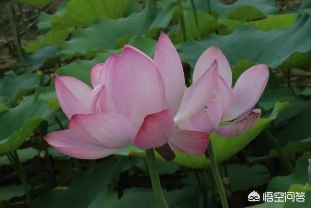 潍坊湿地公园在哪里？有多大？