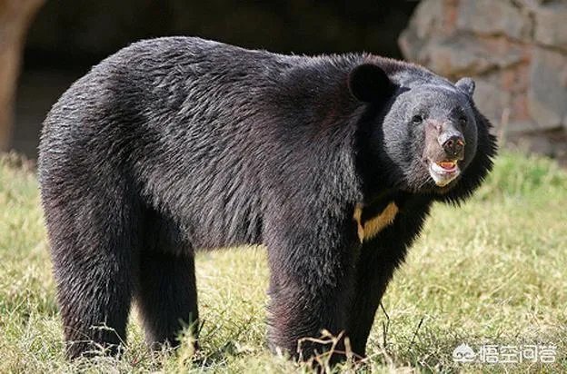 什么动物天天熬夜？