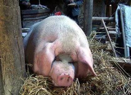 民警为救猪跳进化粪池,事件的始末具体是怎么回事?