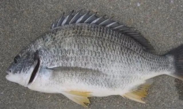 黄脚腊,黄脚立一样吗