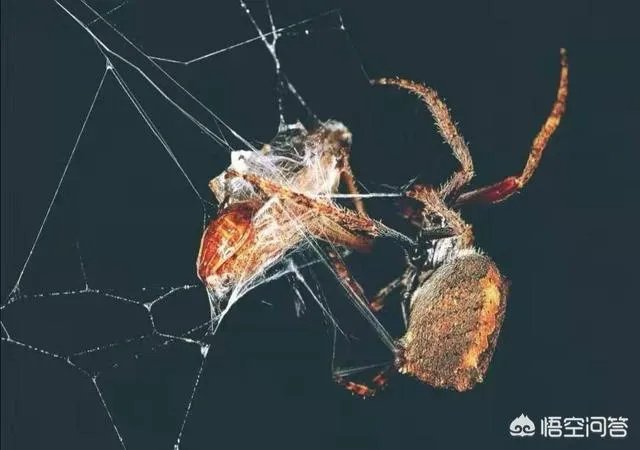 蜘蛛网时间长了会不会不粘