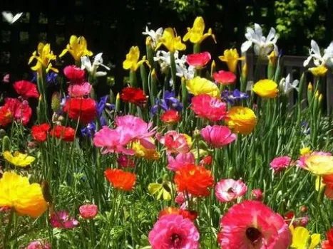 百花齐放的意思是什么？