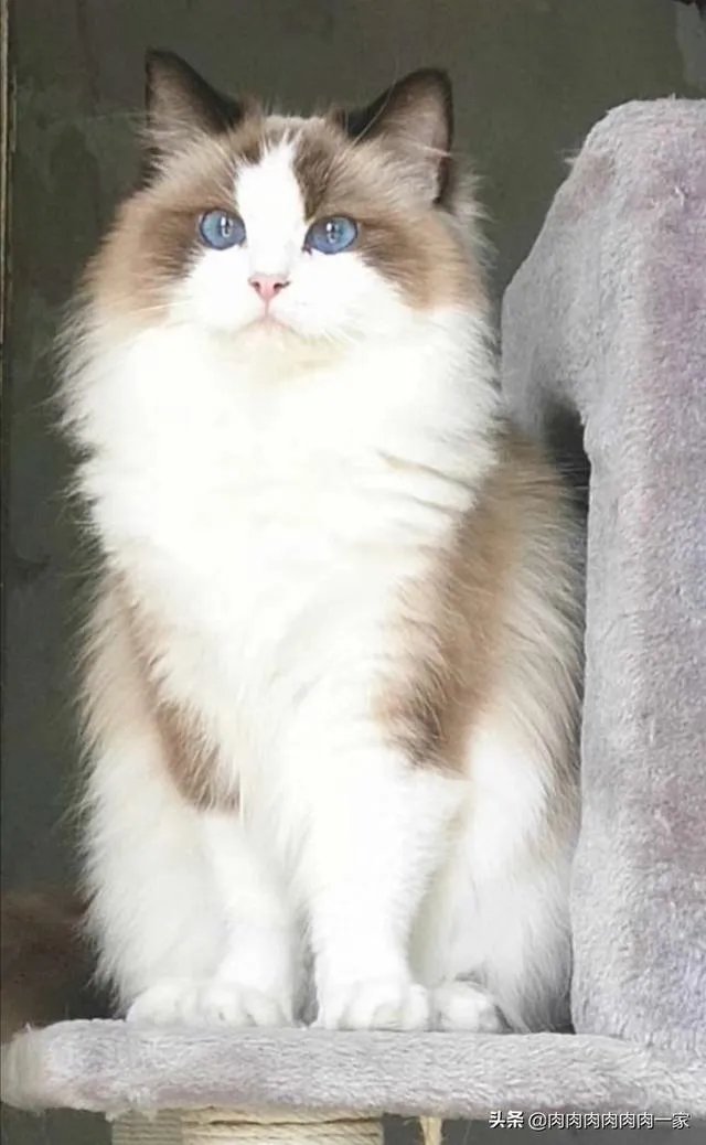 有没有比较好的猫粮推荐一下？