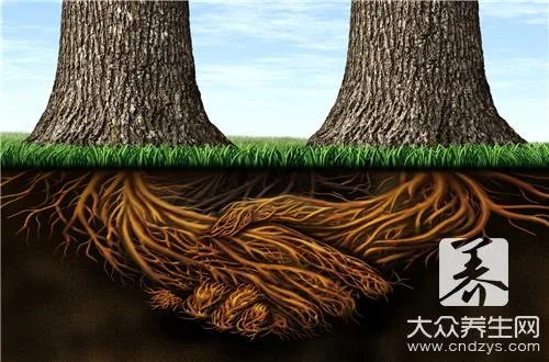 侧柏树的柏树有什么区别