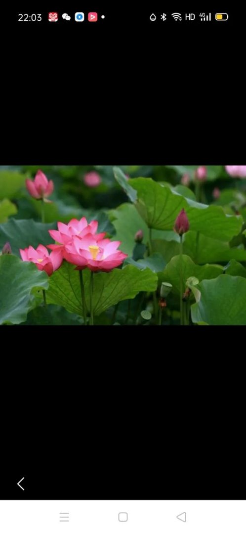 女孩子说年年岁岁花相似岁岁年年人不同是什么意思?