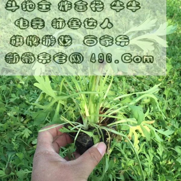 千王之王重出江湖猜什么生肖