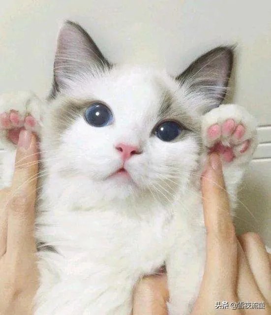 有没有比较好的猫粮推荐一下？