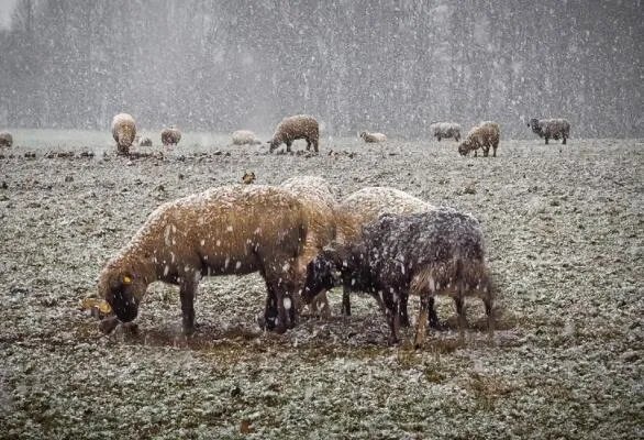 暴雪黄色预警是什么级别 暴雪黄色预警是几级