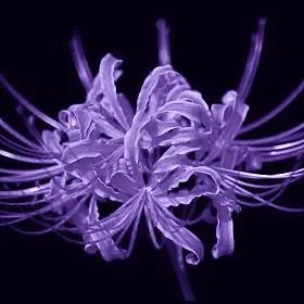 女的说拉黑男的为什么不拉黑,最后还是男的把她删了?