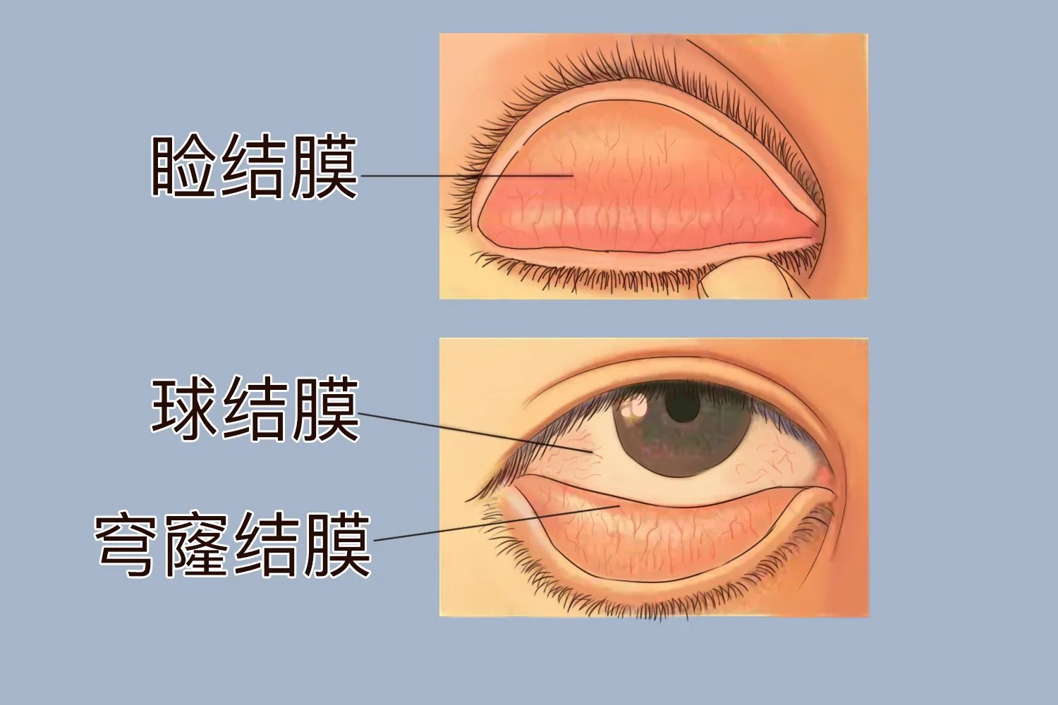 眼部解剖结构图解