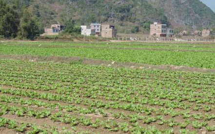 1亩地是多少平方米？