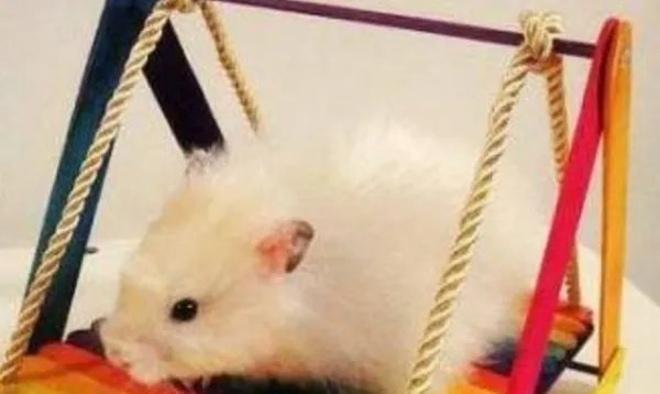 变废为宝的作品