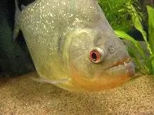 淡水白鲳和食人鲳的区别