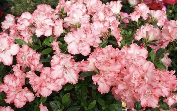 描写杜鹃花的句子