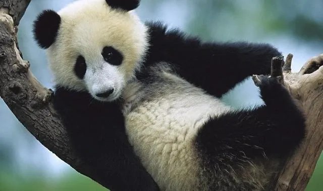 什么动物天天熬夜？