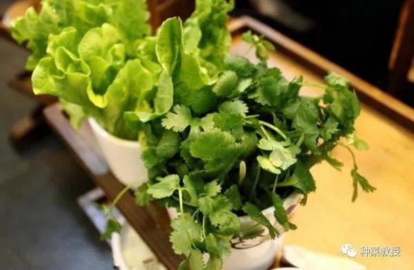 香菜种植有什么好方法