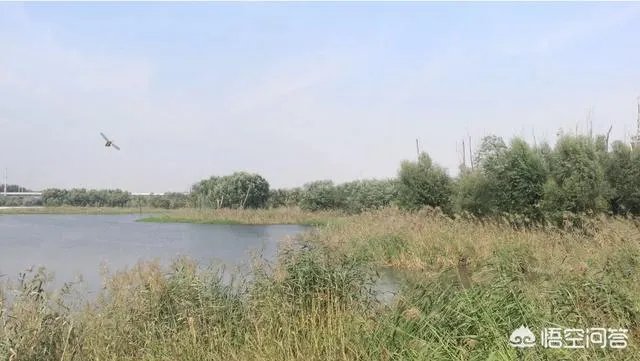 潍坊湿地公园在哪里？有多大？