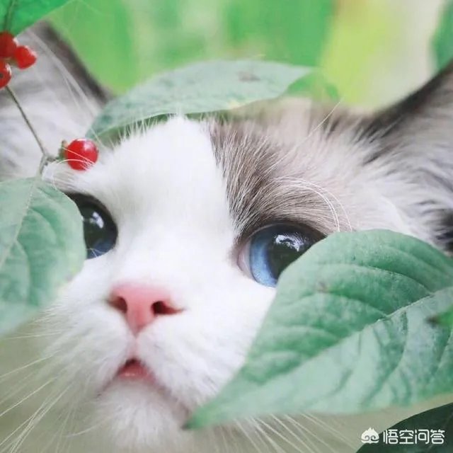 大家都用什么类型的微信头像？