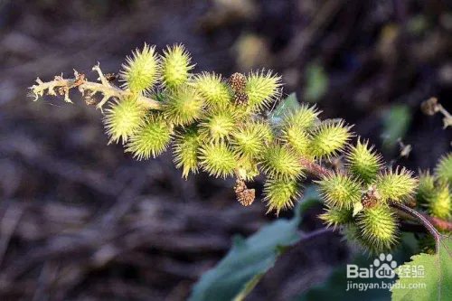 写出几种植物传播种子的方法