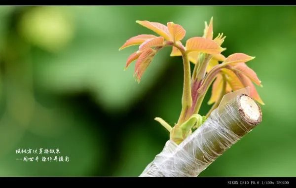 核桃树苗怎么来的