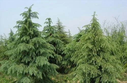 雪松小苗价格是多少？