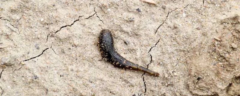 水蛭和蚂蝗的区别是什么 水蛭和蛭有什么区别