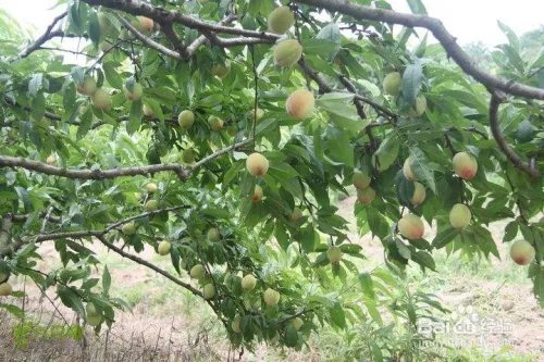 写出几种植物传播种子的方法