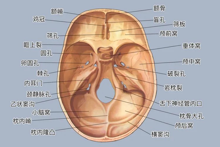 人体头部骨骼结构图