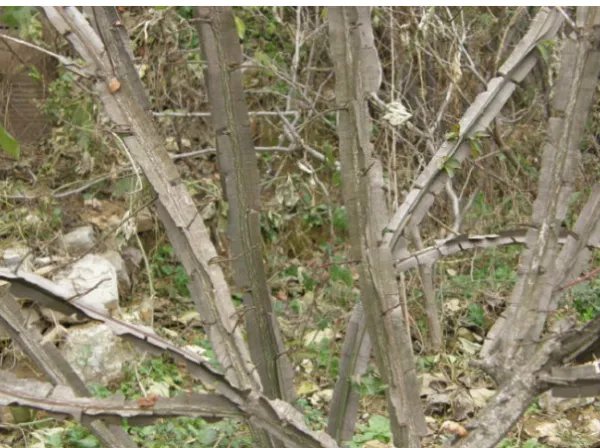 鬼见愁树是什么样子