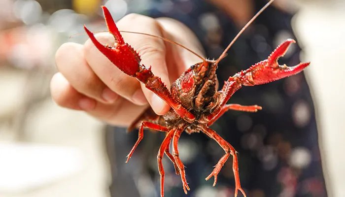 小龙虾怎么吃 小龙虾图片