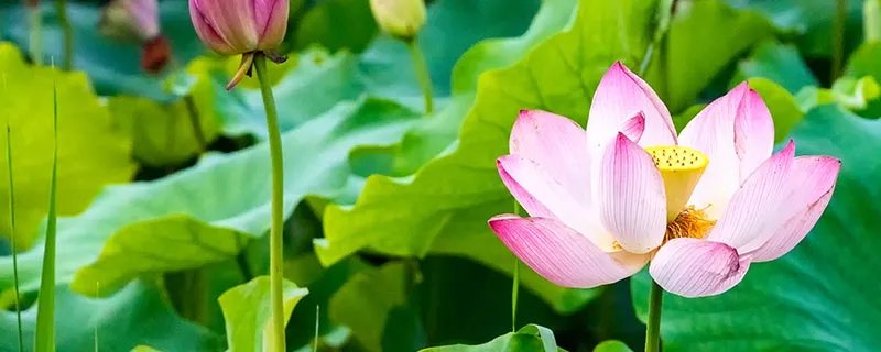 荷花什么时候开放 荷花一般什么时候开放