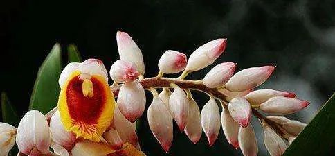 上联：春风十里 不如你 求下联