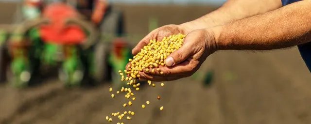 种子萌发的条件自身条件是什么