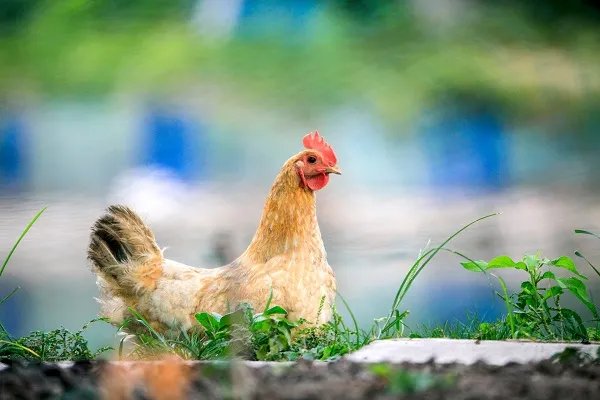 梦见母鸡下蛋捡鸡蛋什么意思 梦见母鸡下蛋捡鸡蛋预示什么