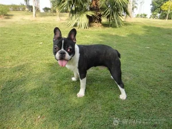 波士顿犬的犬种简介