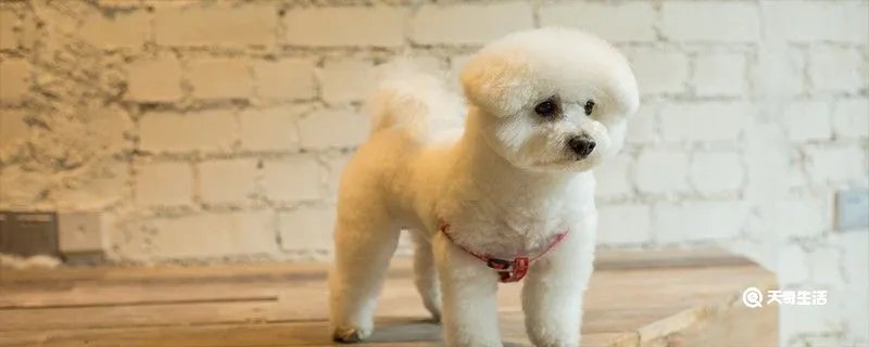 小狗翻肠子怎么办