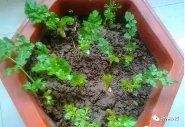 香菜种植有什么好方法