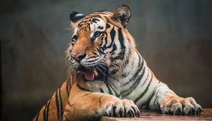 虎年是哪些年份