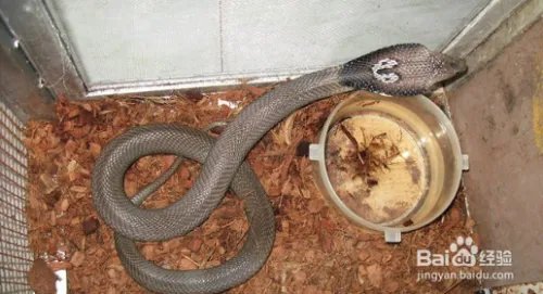 养蛇技术如何养蛇