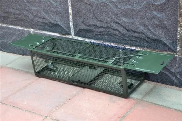 捕鼠笼怎样使用效果最好