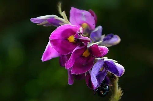 葛根花的作用与功效 如何正确的食用葛根花